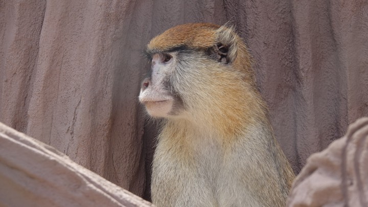 monkey