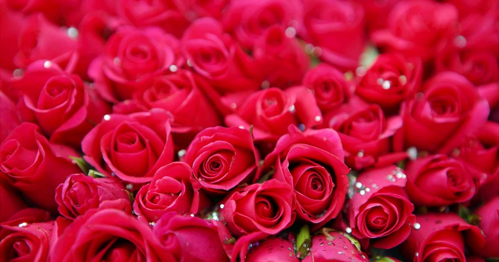 Red flower heap
