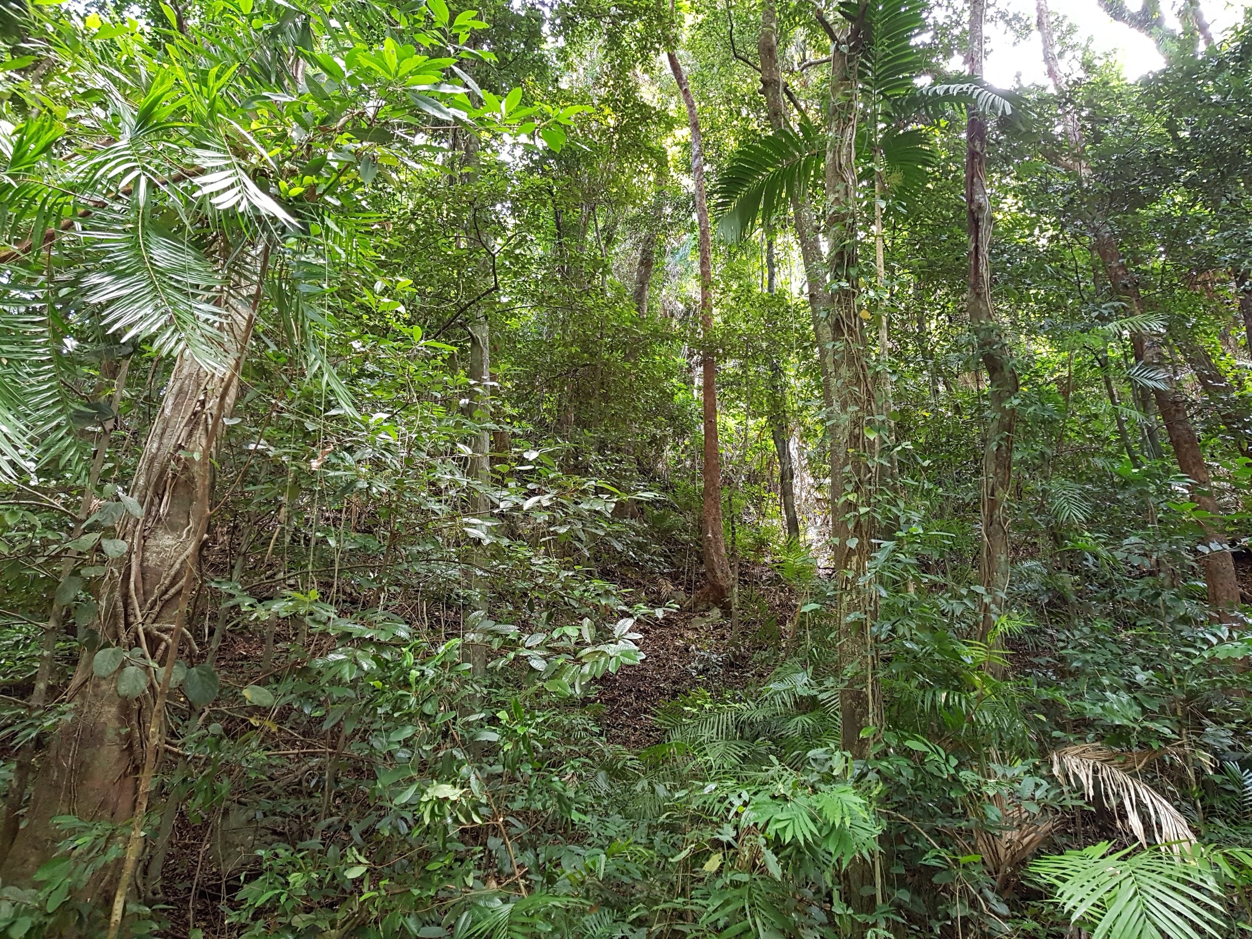 Daintree rainforest, Far North Queensland