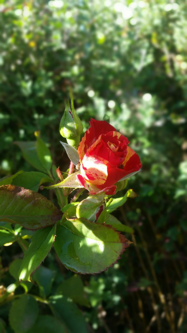 rosa