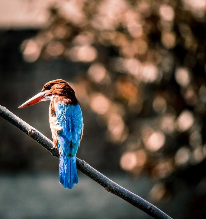 Bird