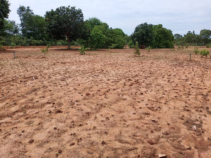 My Farm