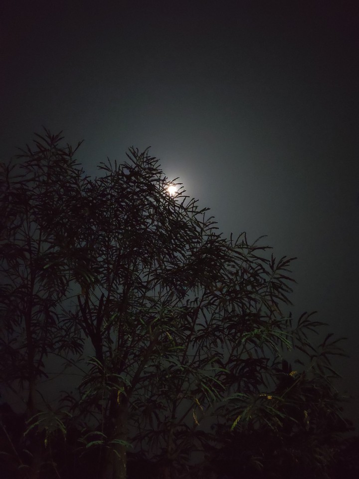 Night Moon
