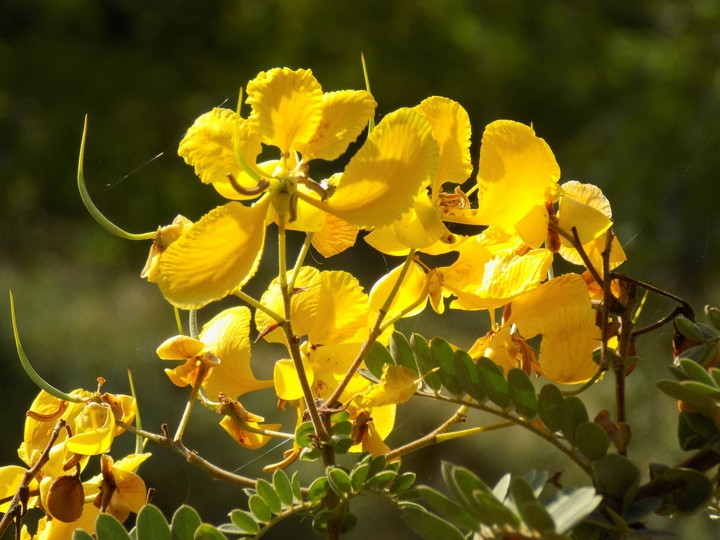 #flowers
