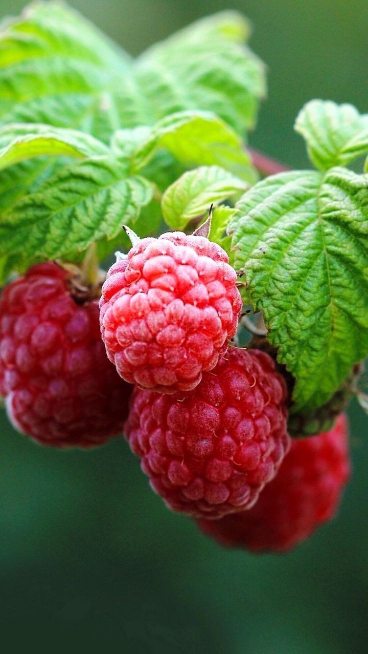 Berry