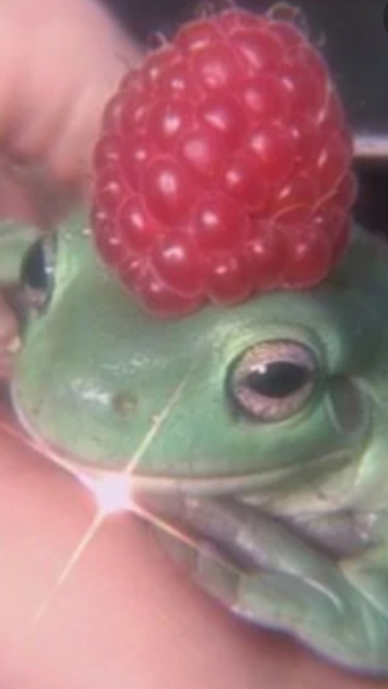 ♡Berry froggy♡