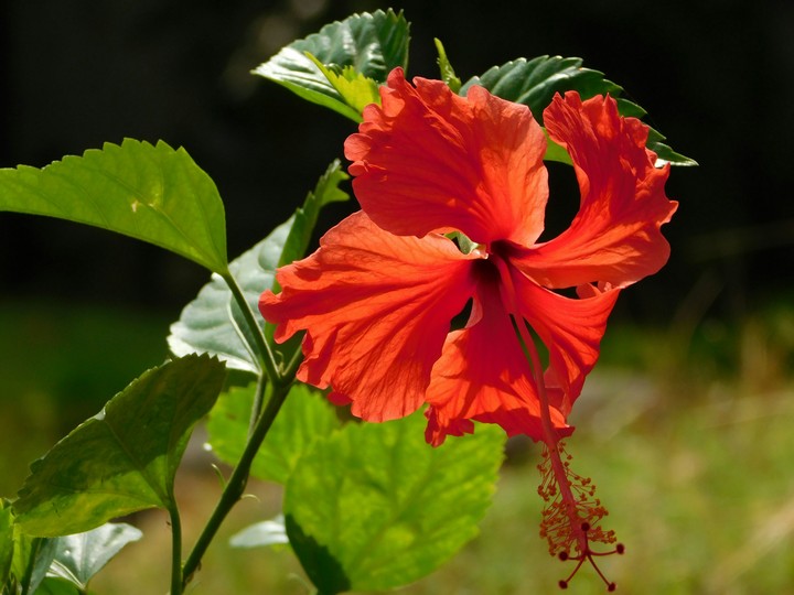 hibiscus rosa