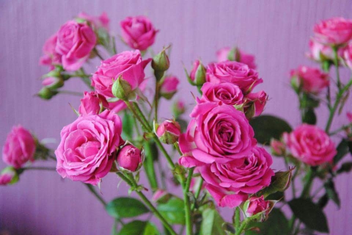 Růžové růžičky Roses