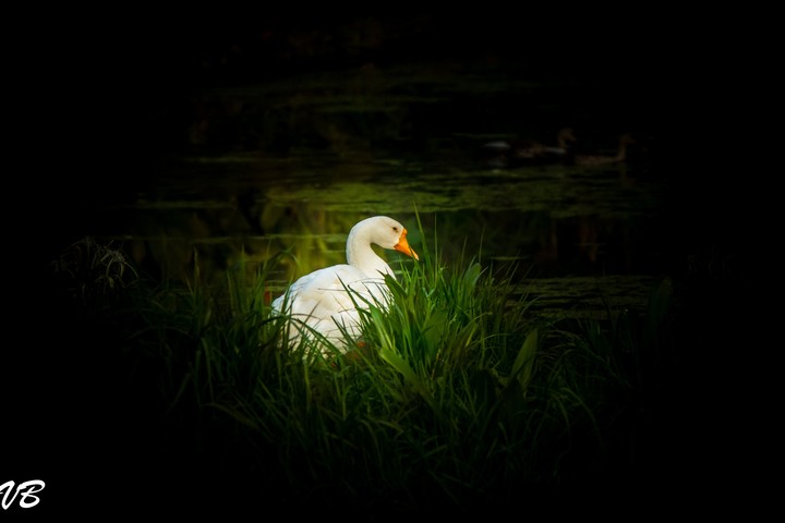 duck