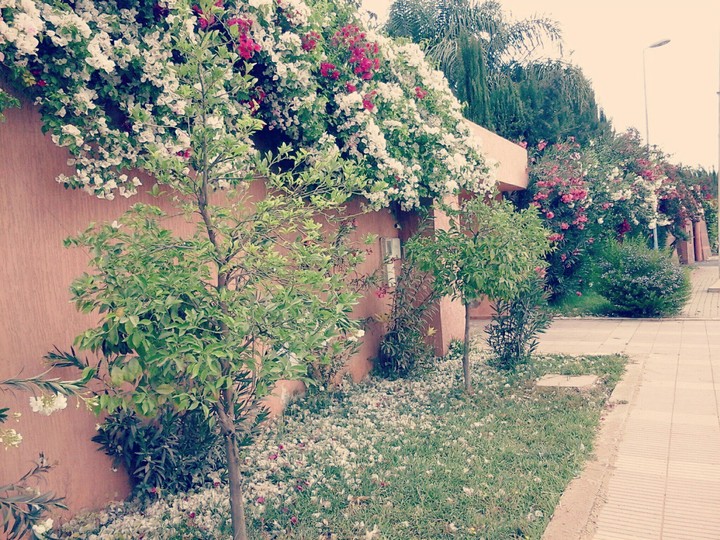 flower nice