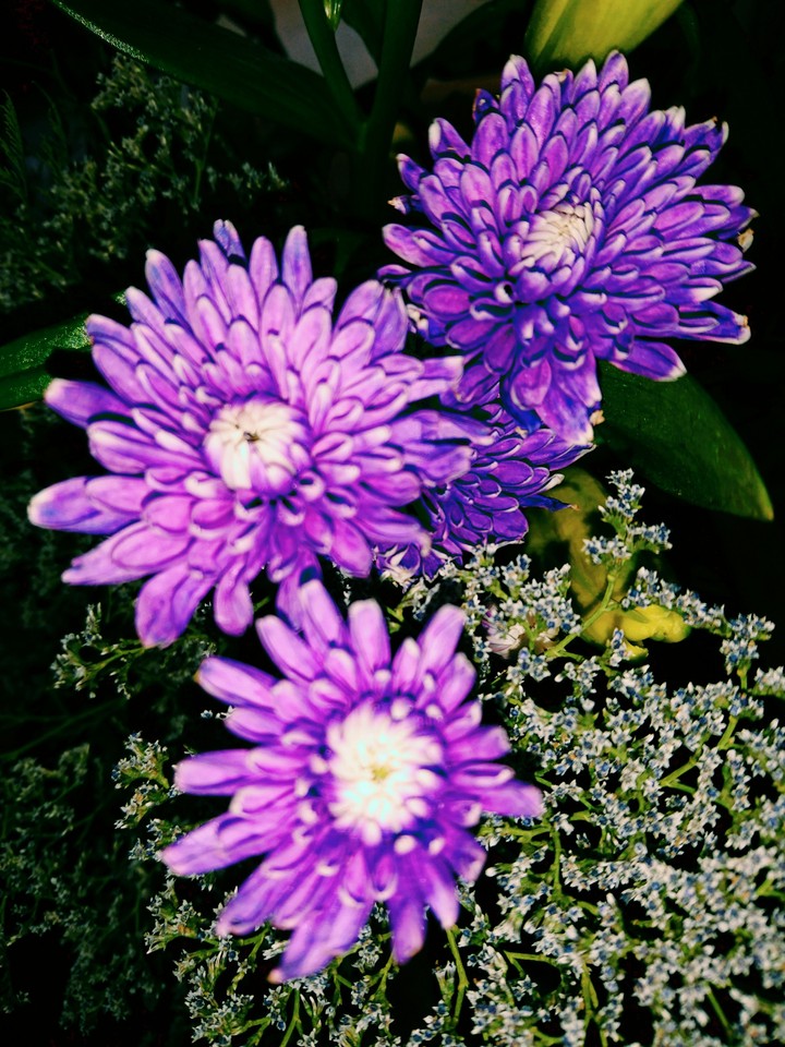 morada
