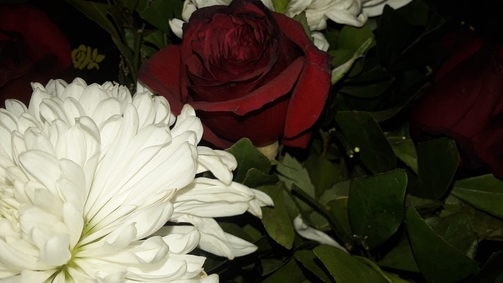 rose