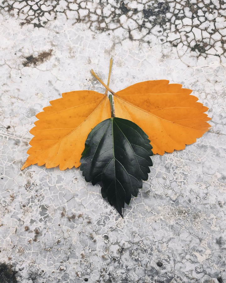 autumn