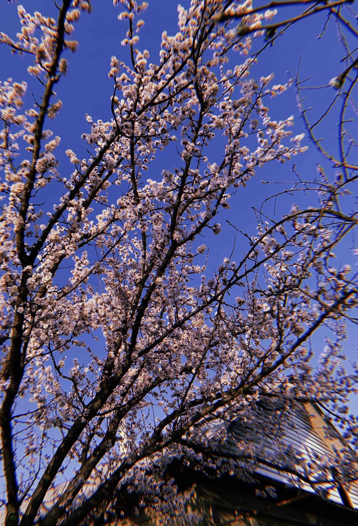 Spring