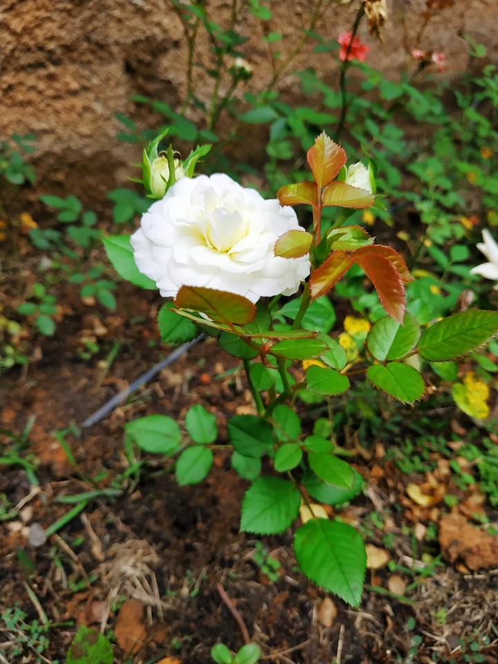 rosa branca