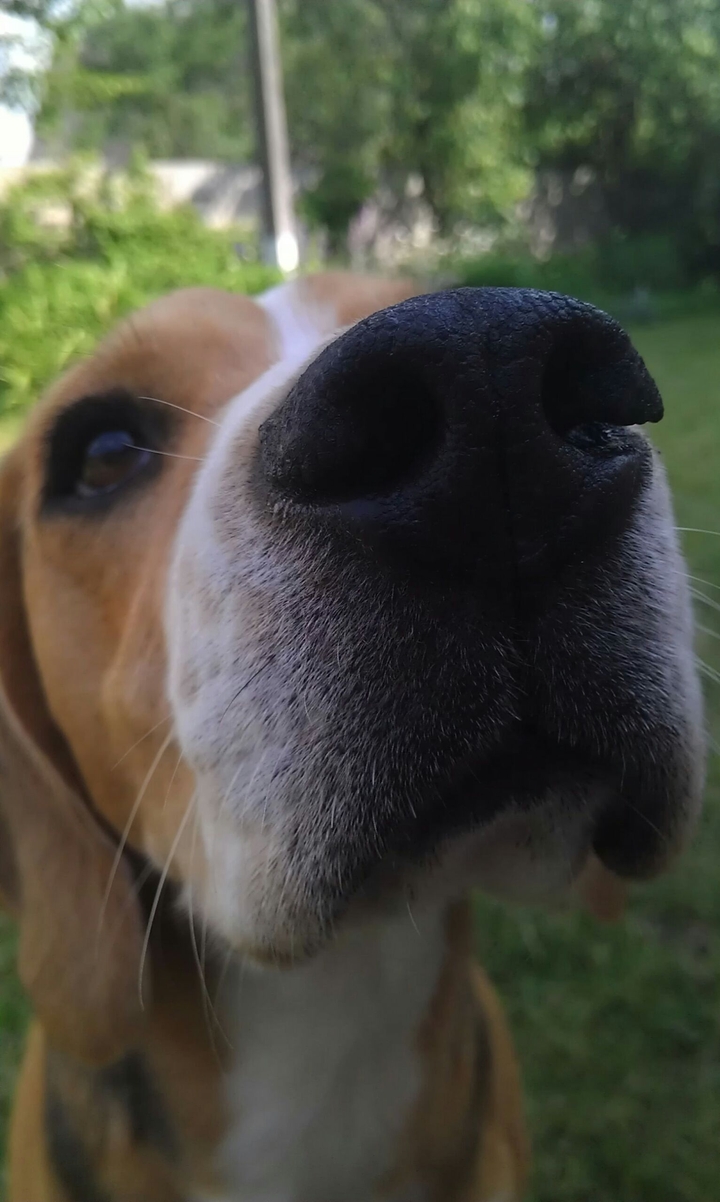 Good Dog (beagle)