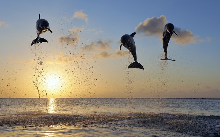 dolphins