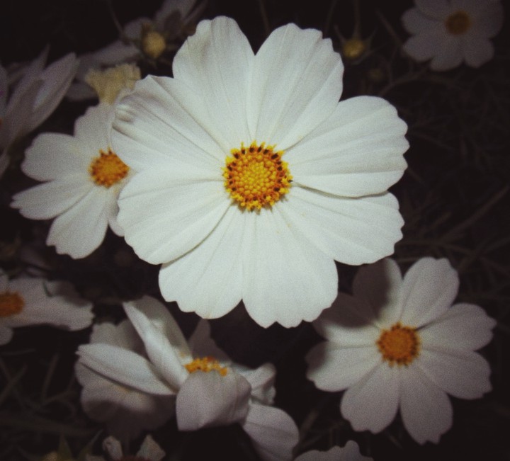 flowers