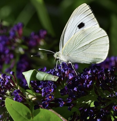 pollinator, 翅膀壁纸
