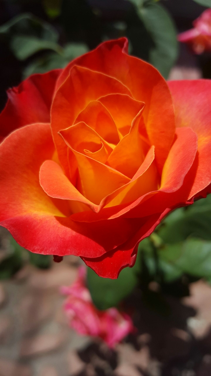 Beautiful Rose