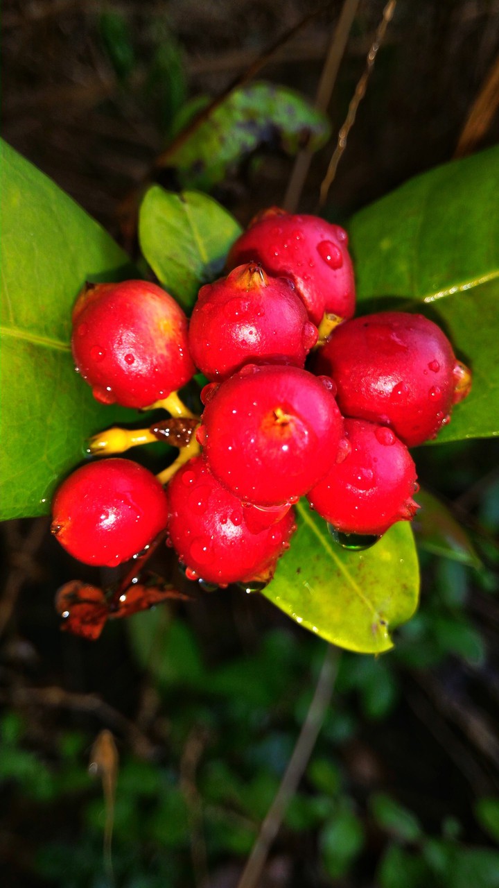 lxora fruit