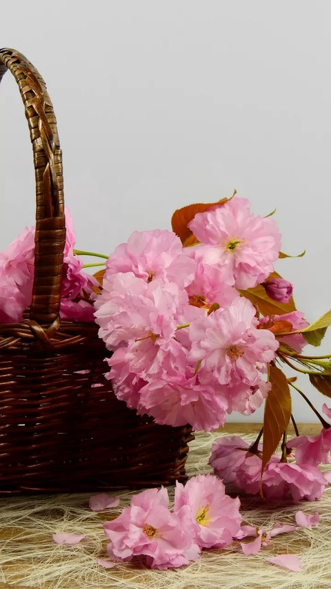 pink, flower wallpapers