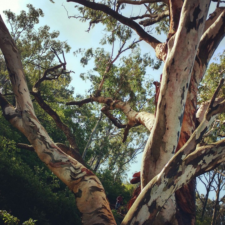 Free Tree