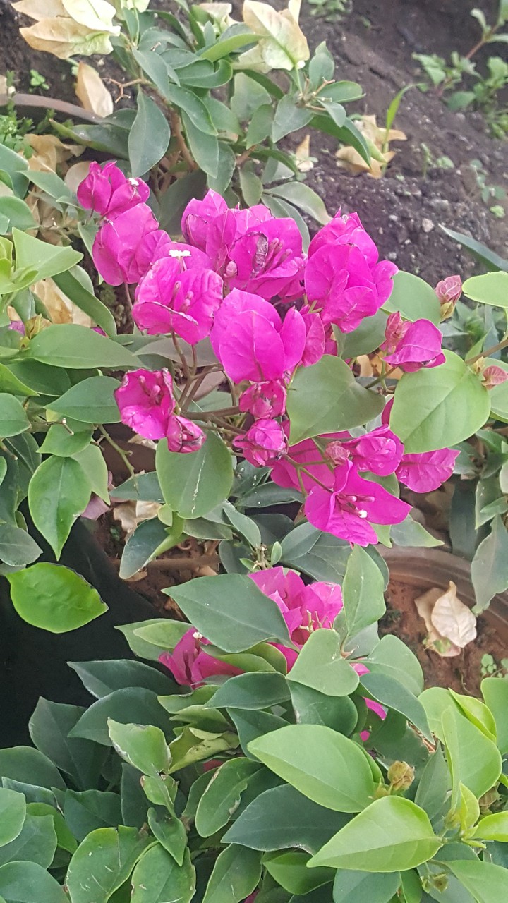 Pink Flower