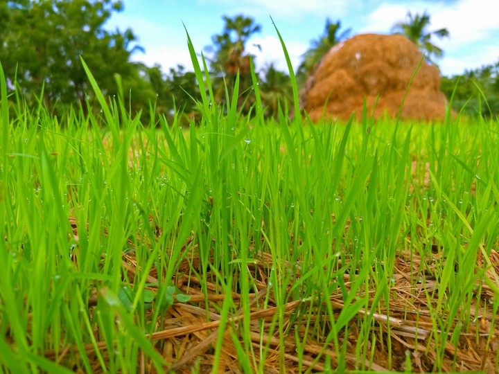 green