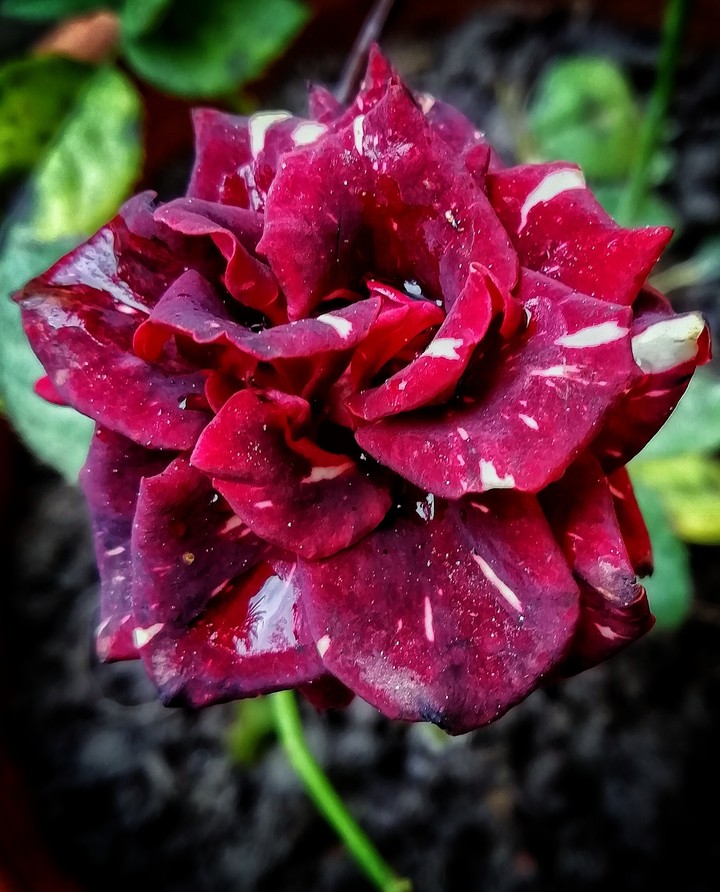 Red Spotted Rose