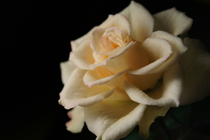 rose