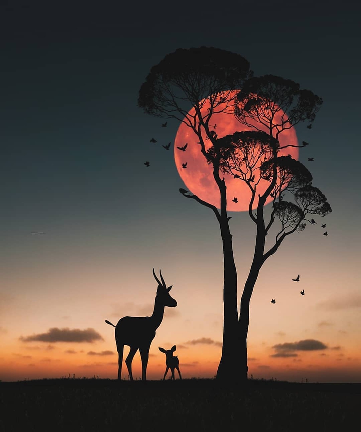 sunset in the zoo