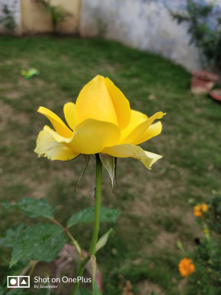 Yellow Rose