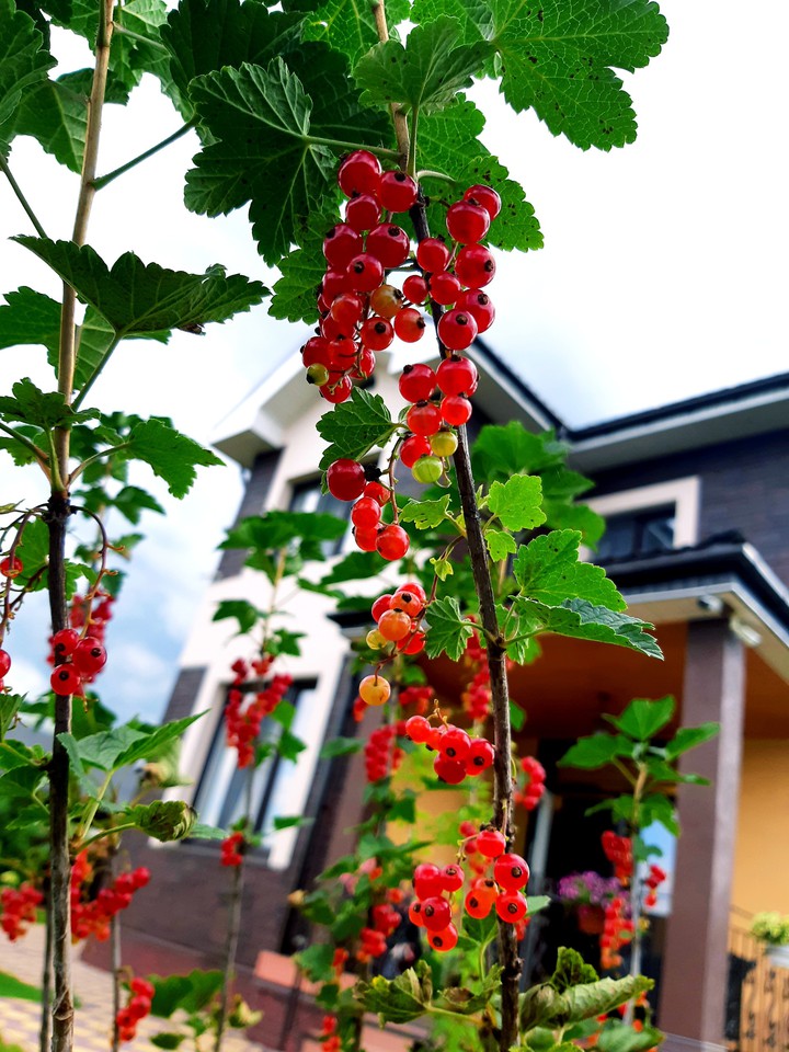 red currant
