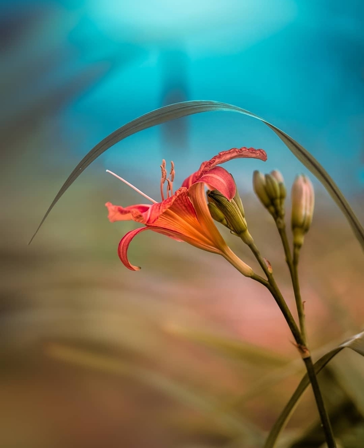 #flower
