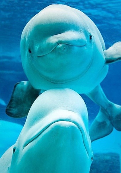 Dolphin