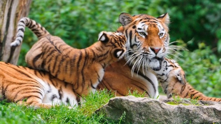 Family