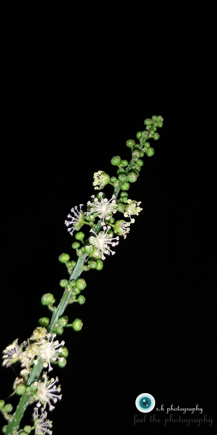 amazing flower