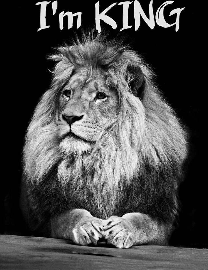 lion