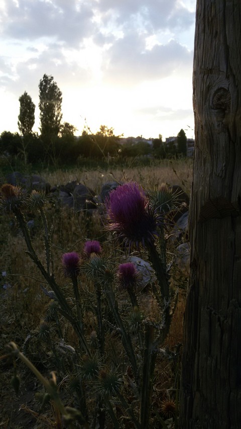 Bir akşam üstü