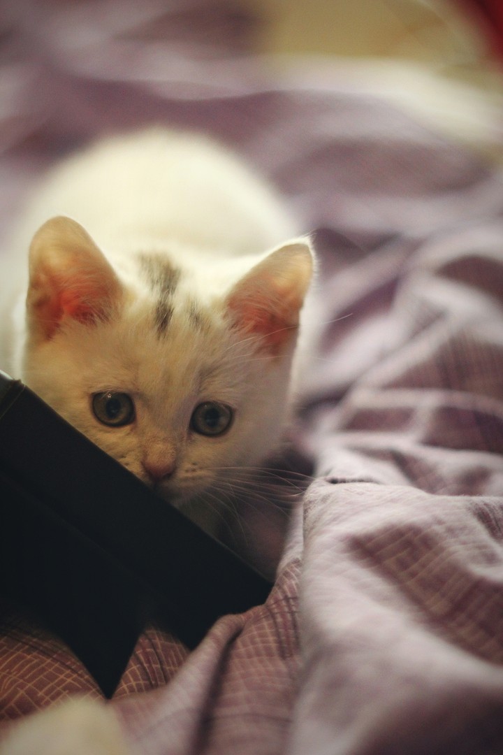 Kitty