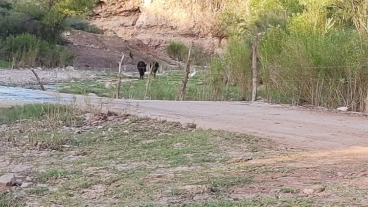 garza