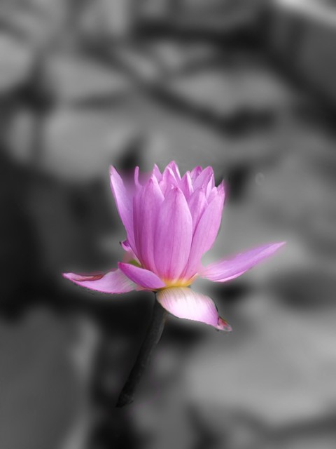 Lotus