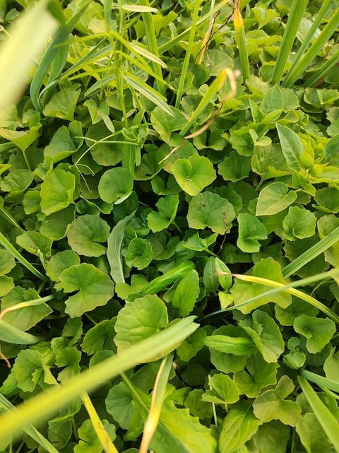 grass