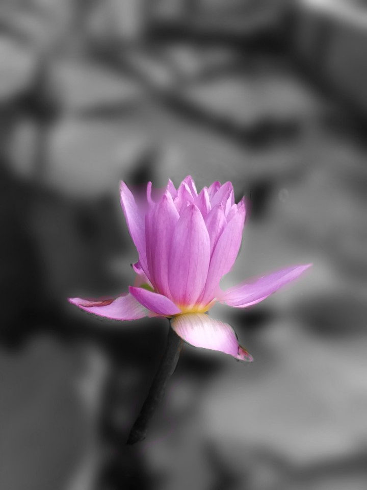 Lotus
