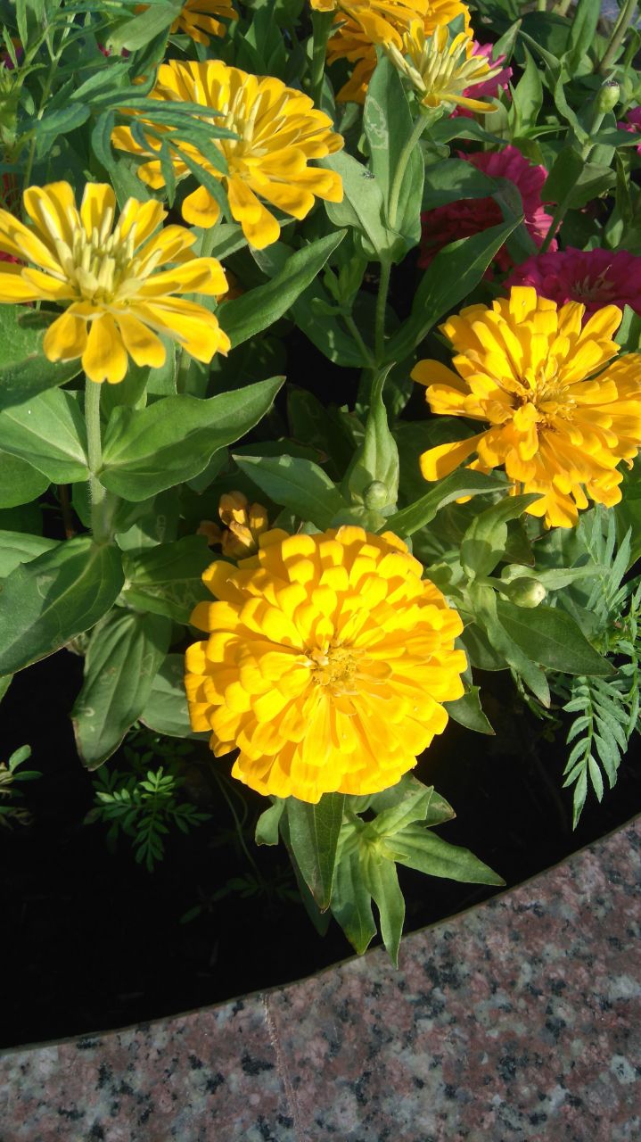 yellow flower