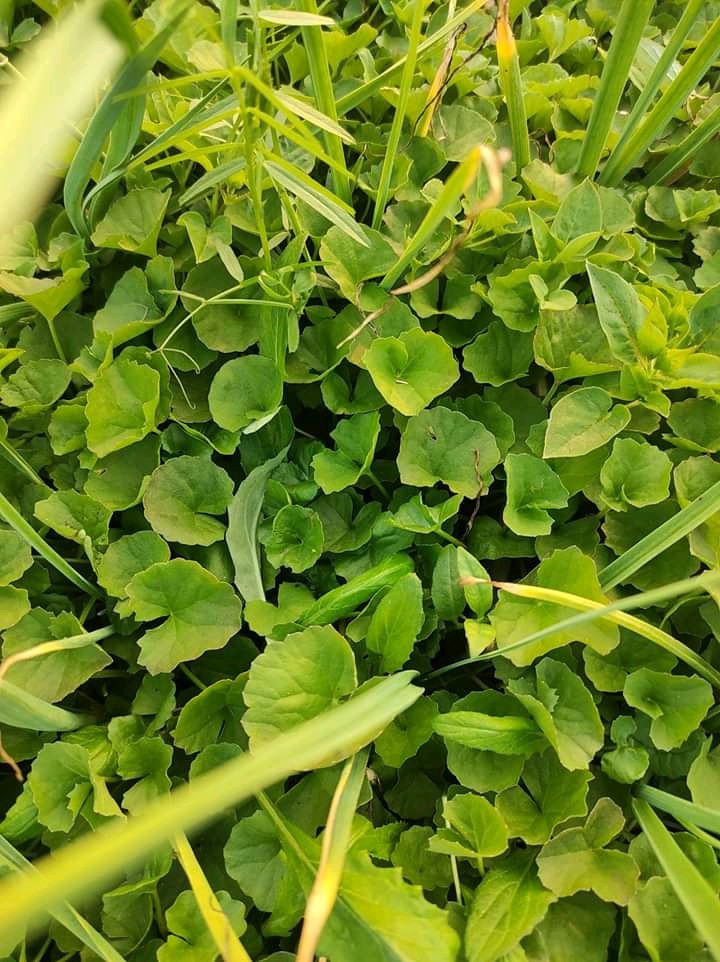 grass