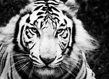 tigre de bengala
