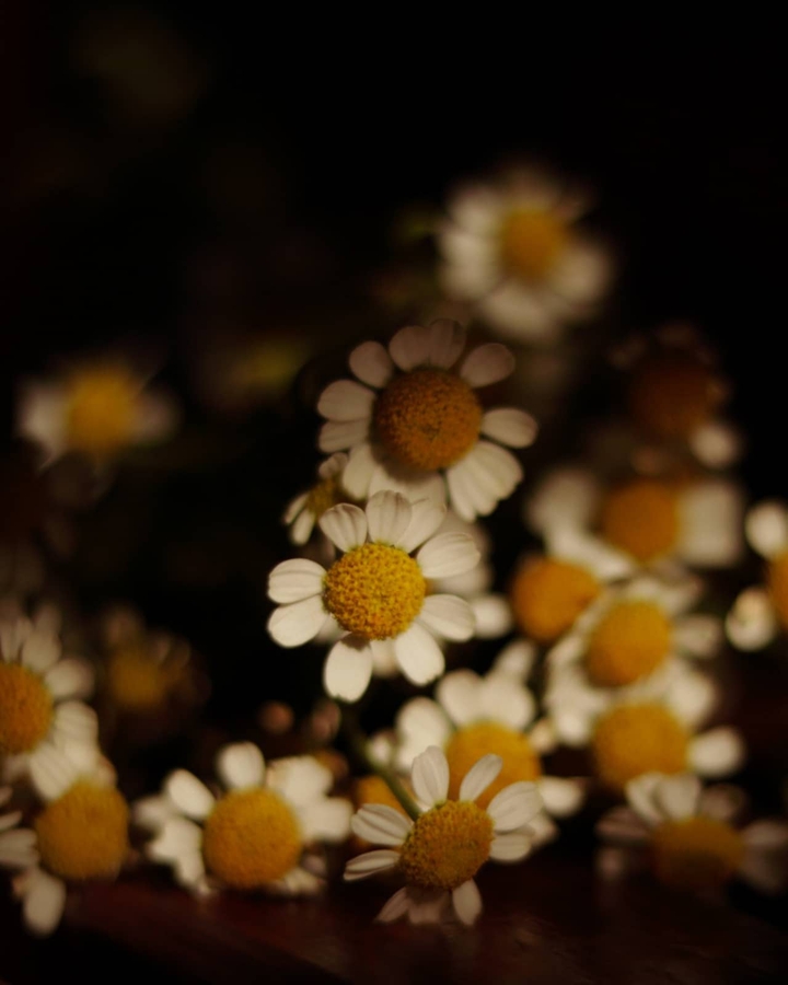 camomile