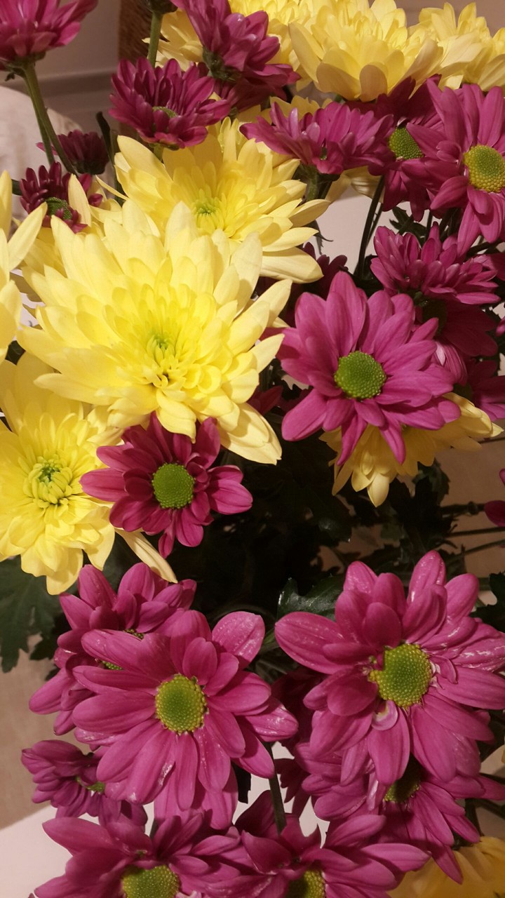 fiori